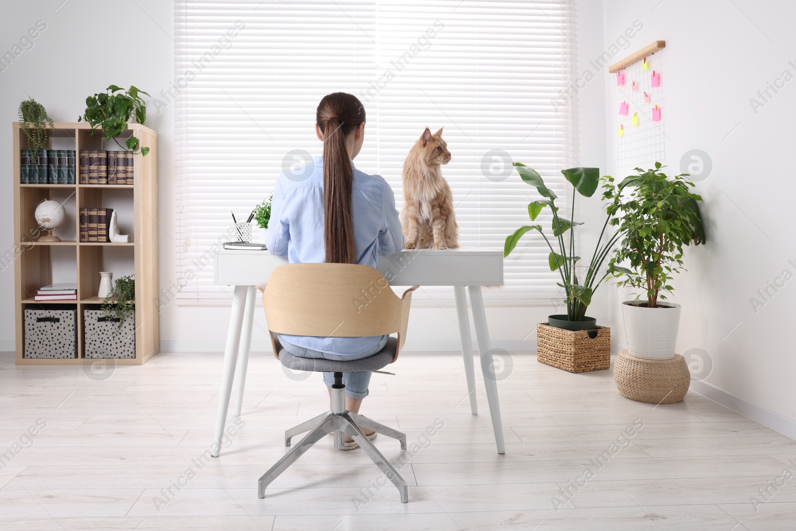 Photo of Woman with beautiful cat working at desk in room, back view. Home office