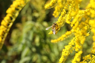 Photo of Honeybee collecting nectar from yellow flowers outdoors, closeup. Space for text