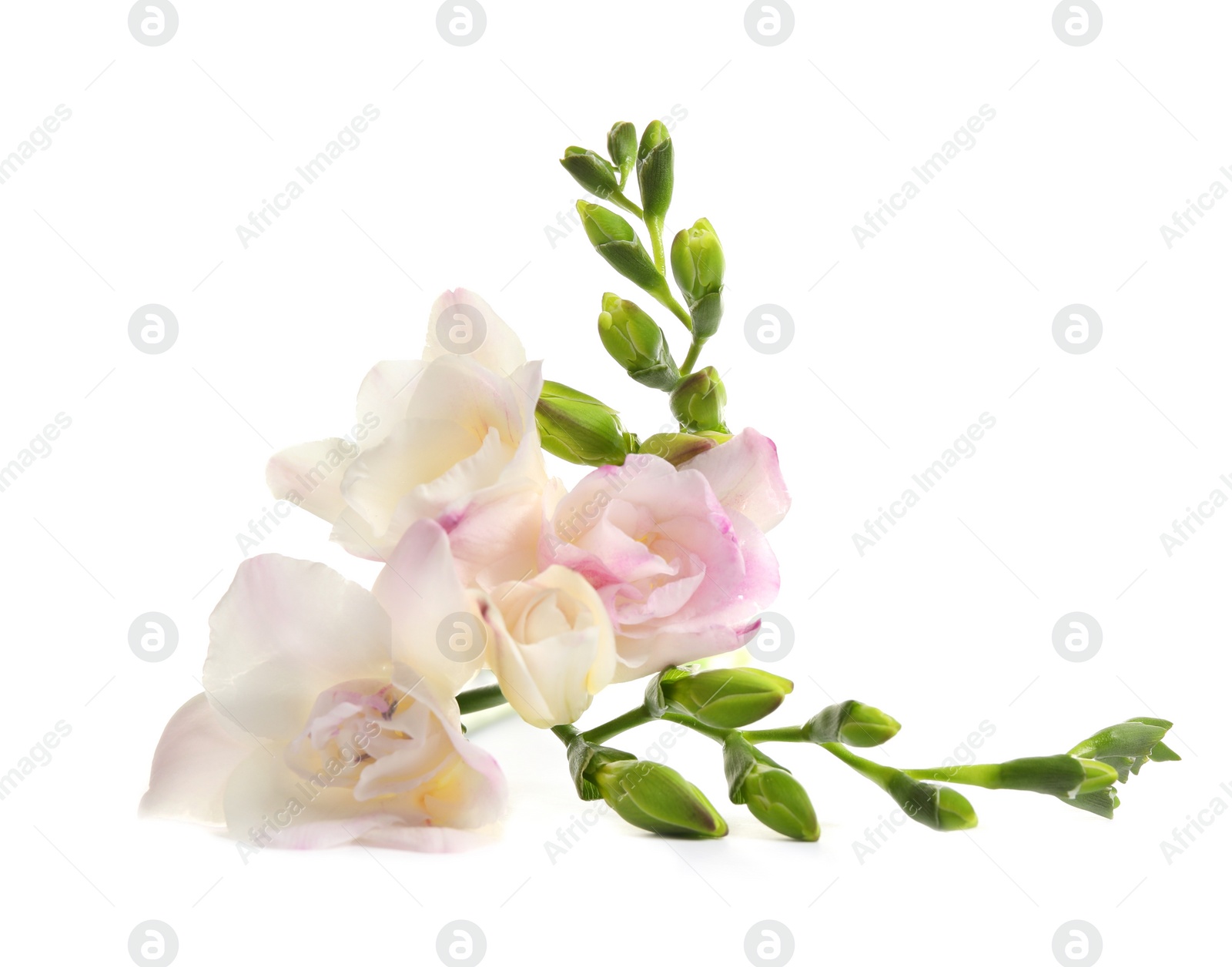 Photo of Beautiful tender freesia flower on white background