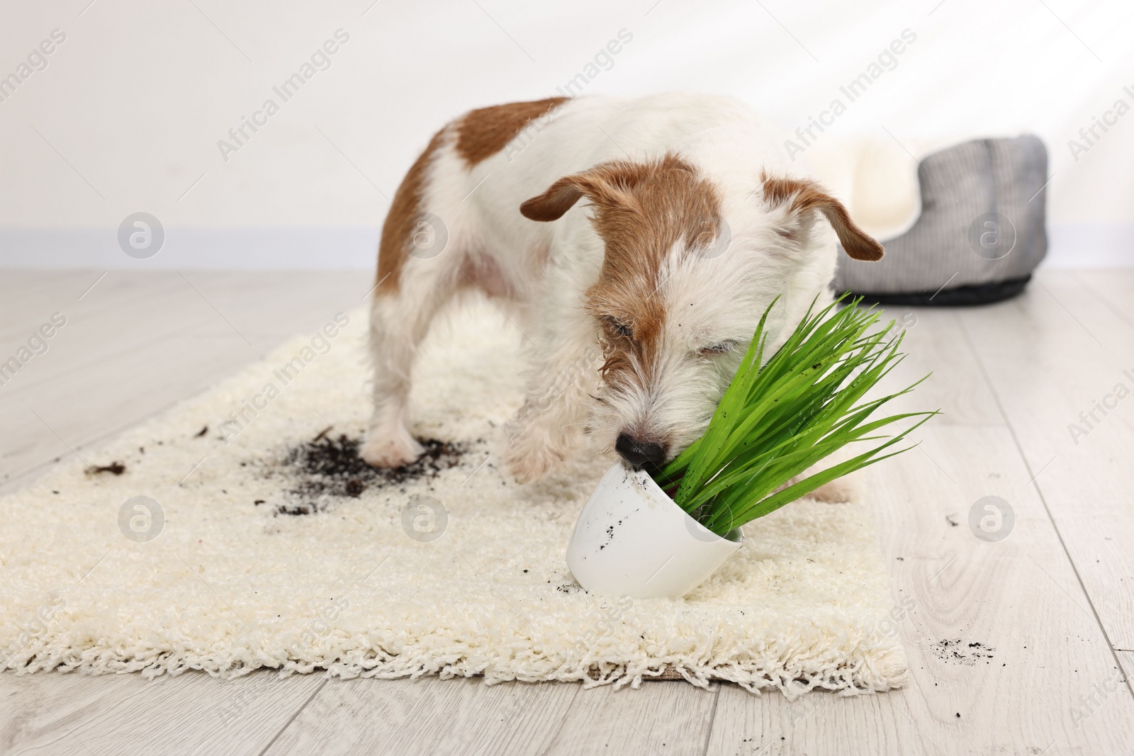 Photo of Cute dog near overturned houseplant on rug indoors