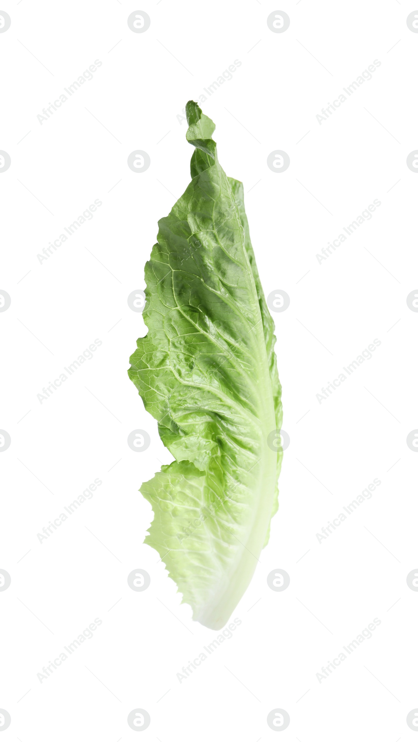 Photo of Fresh leaf of green romaine lettuce isolated on white