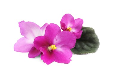 Photo of Pink flowers of violet plant and green leaf on white background