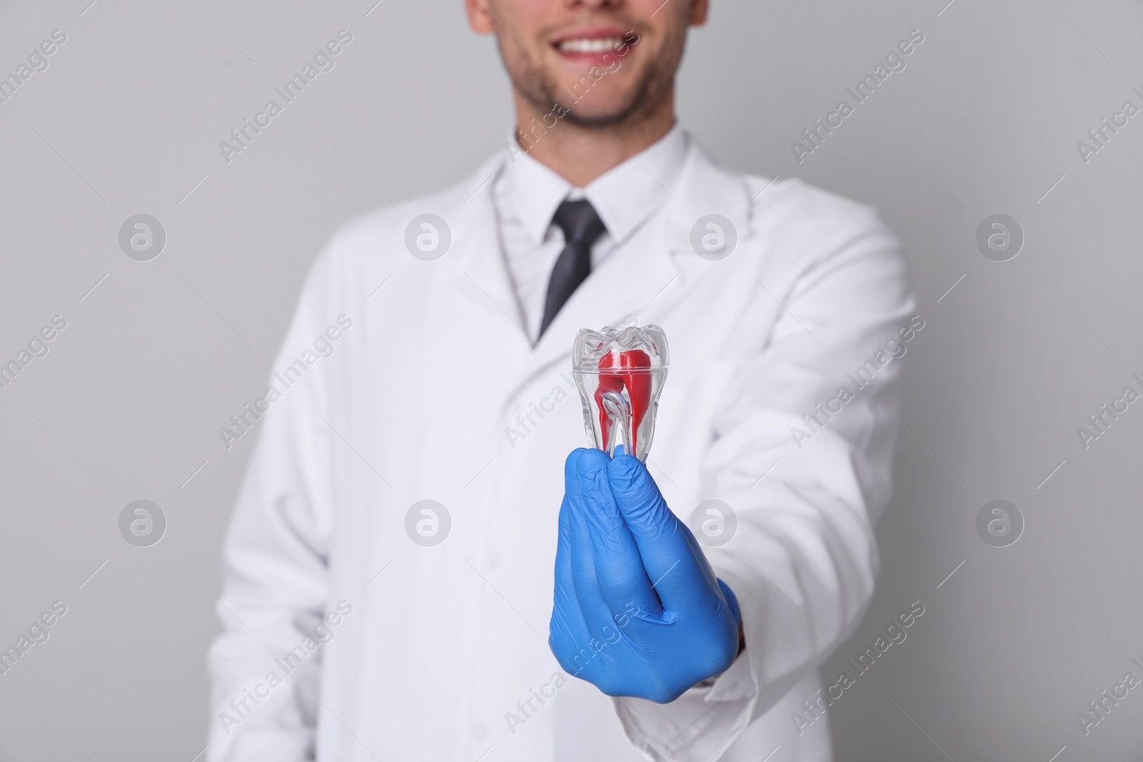 Photo of Dentist holding tooth model on light grey background, closeup