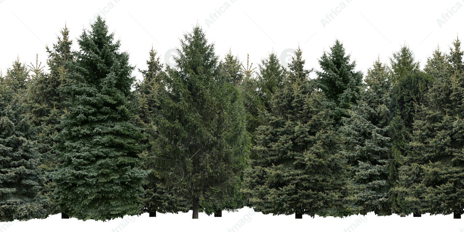 Image of Many different coniferous trees on white background