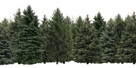 Many different coniferous trees on white background