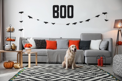 Photo of Cute dog in room decorated for Halloween