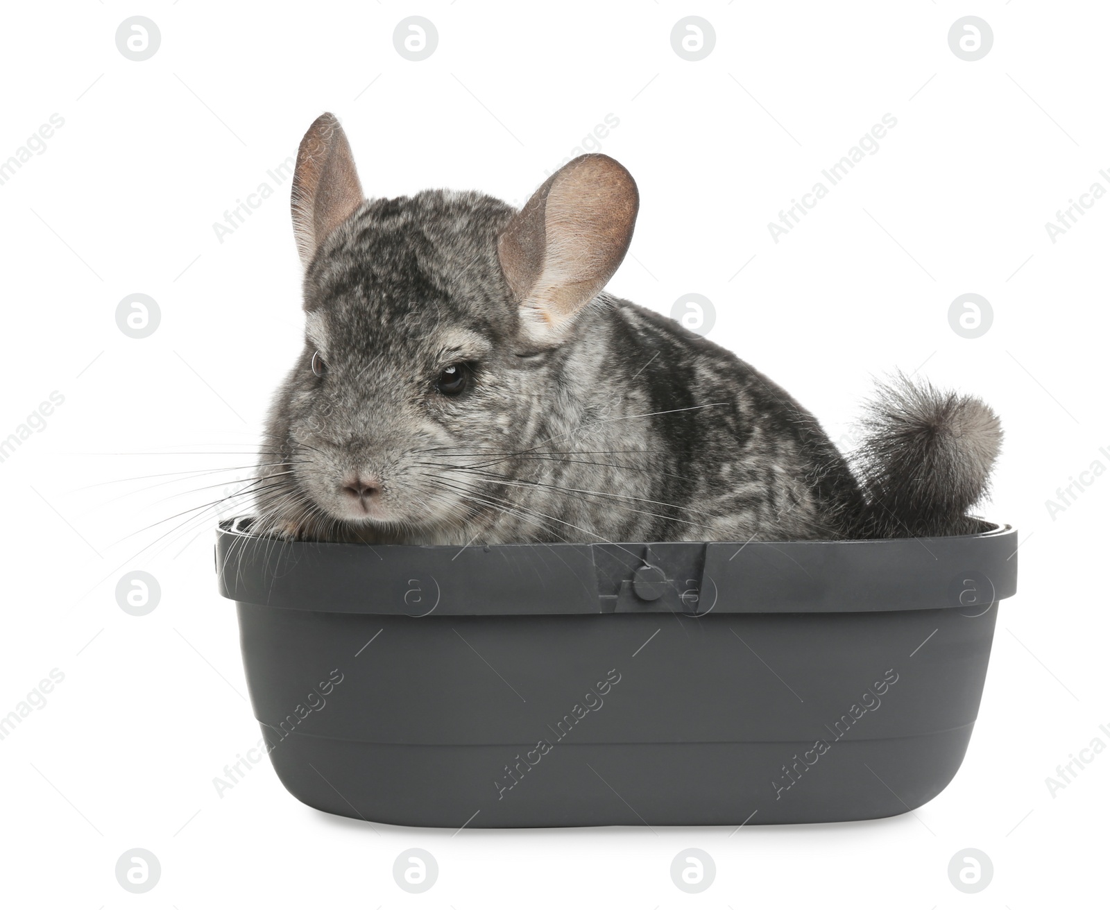 Photo of Cute grey chinchilla in box on white background