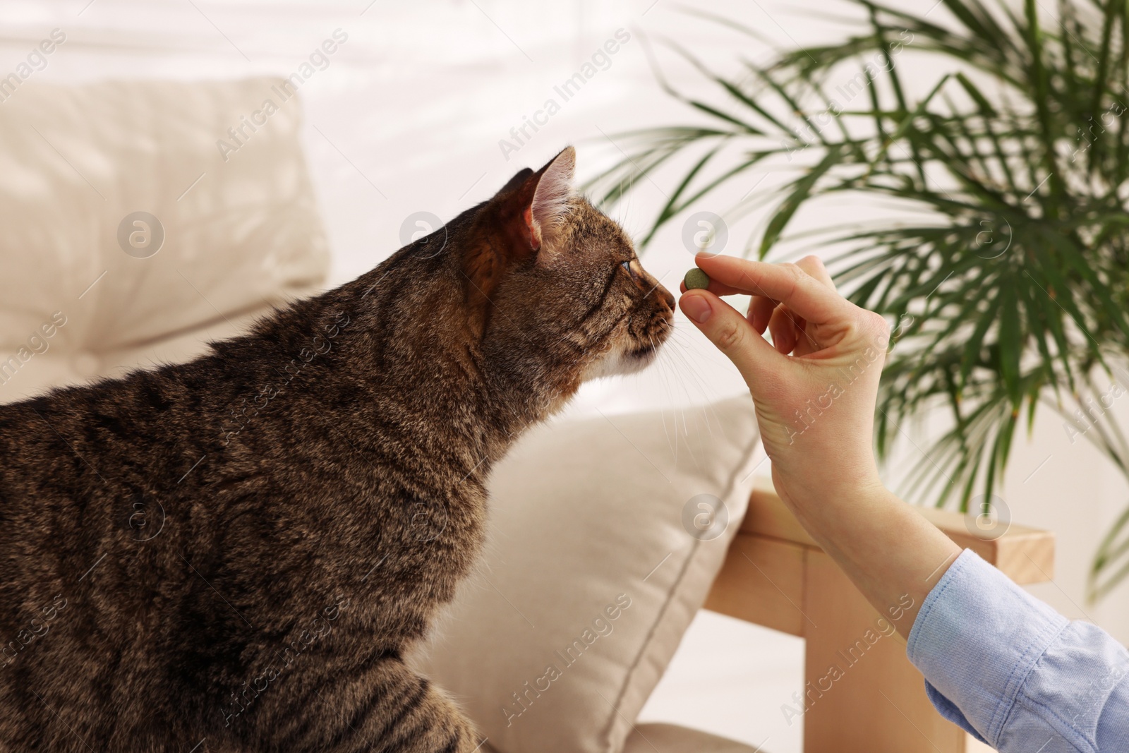 Photo of Woman giving pill to cute cat at home, closeup. Vitamins for animal