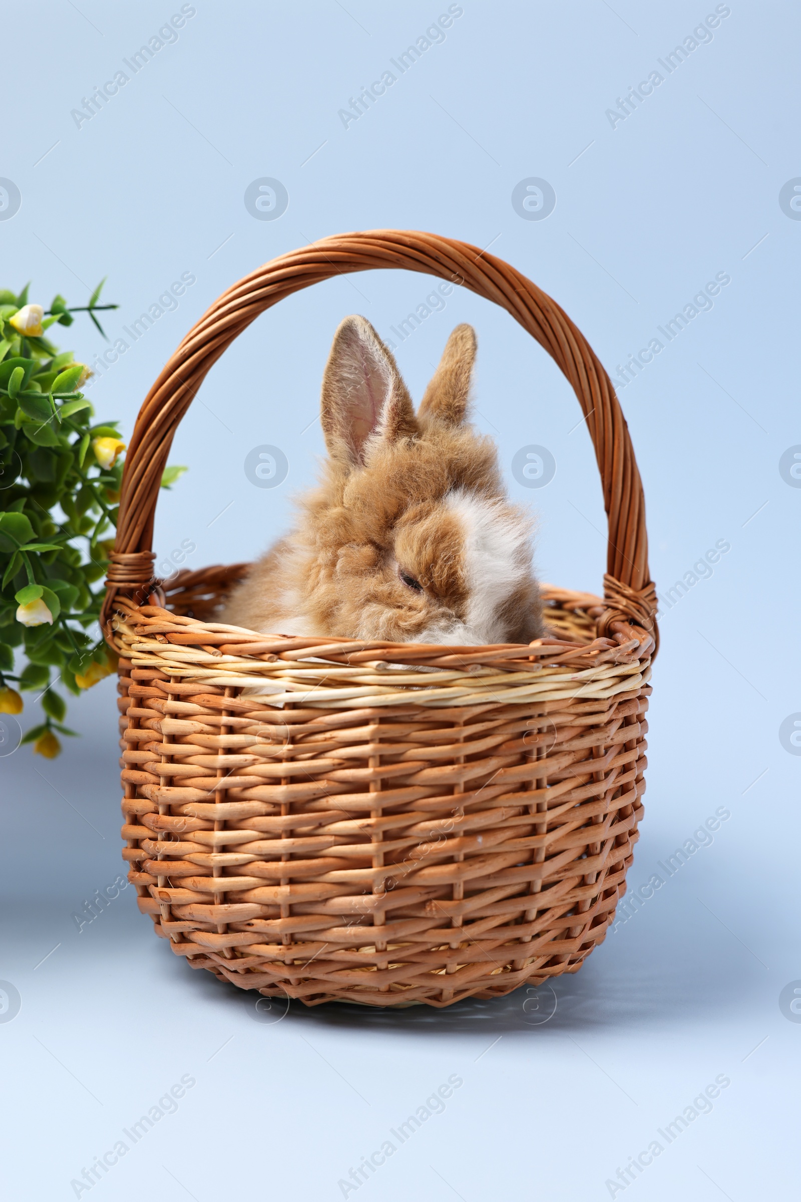 Photo of Cute little rabbit in wicker basket on light blue background