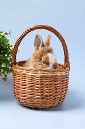 Cute little rabbit in wicker basket on light blue background