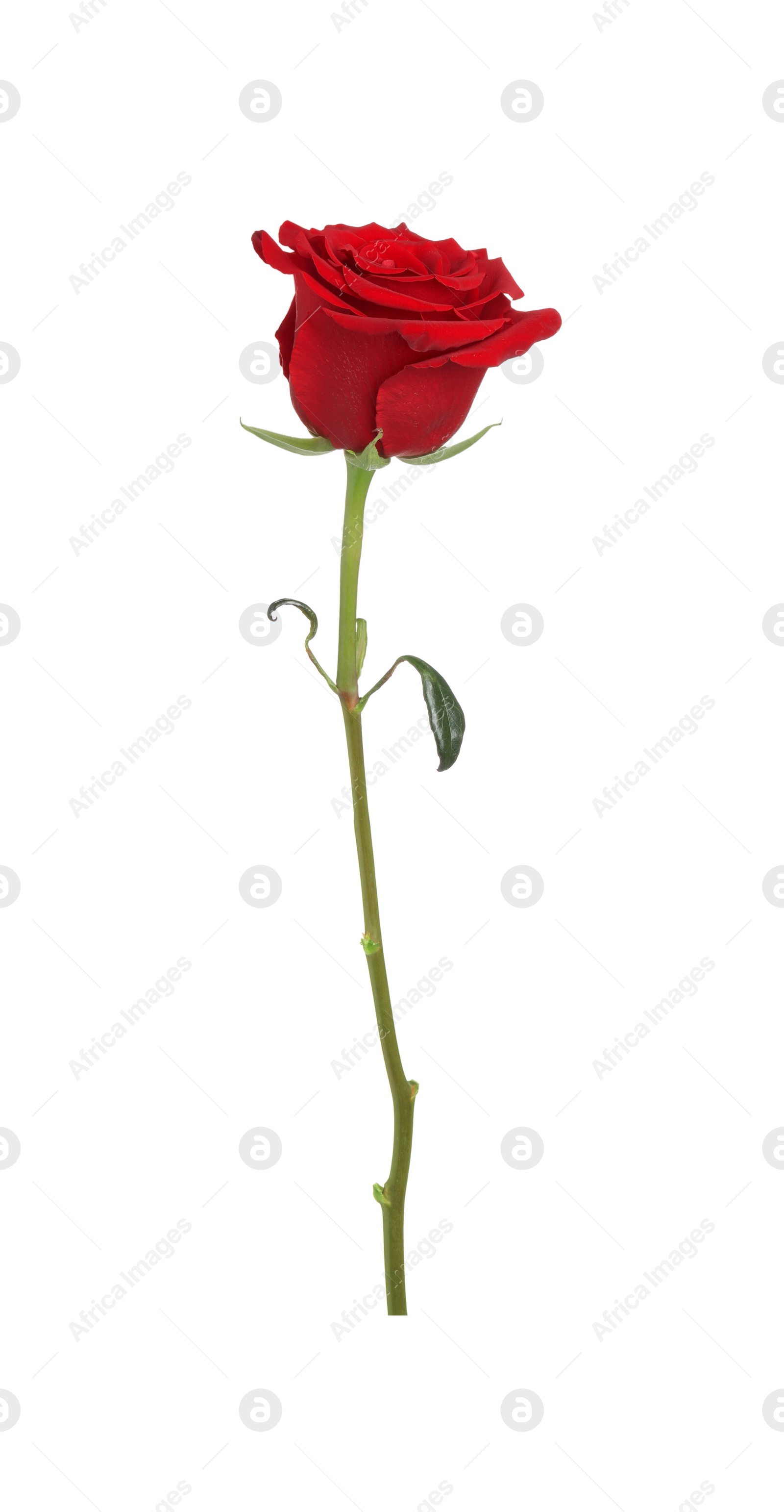 Photo of Beautiful fresh red rose isolated on white