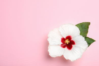 Photo of Beautiful tropical hibiscus flower with leaves on pink background, top view. Space for text