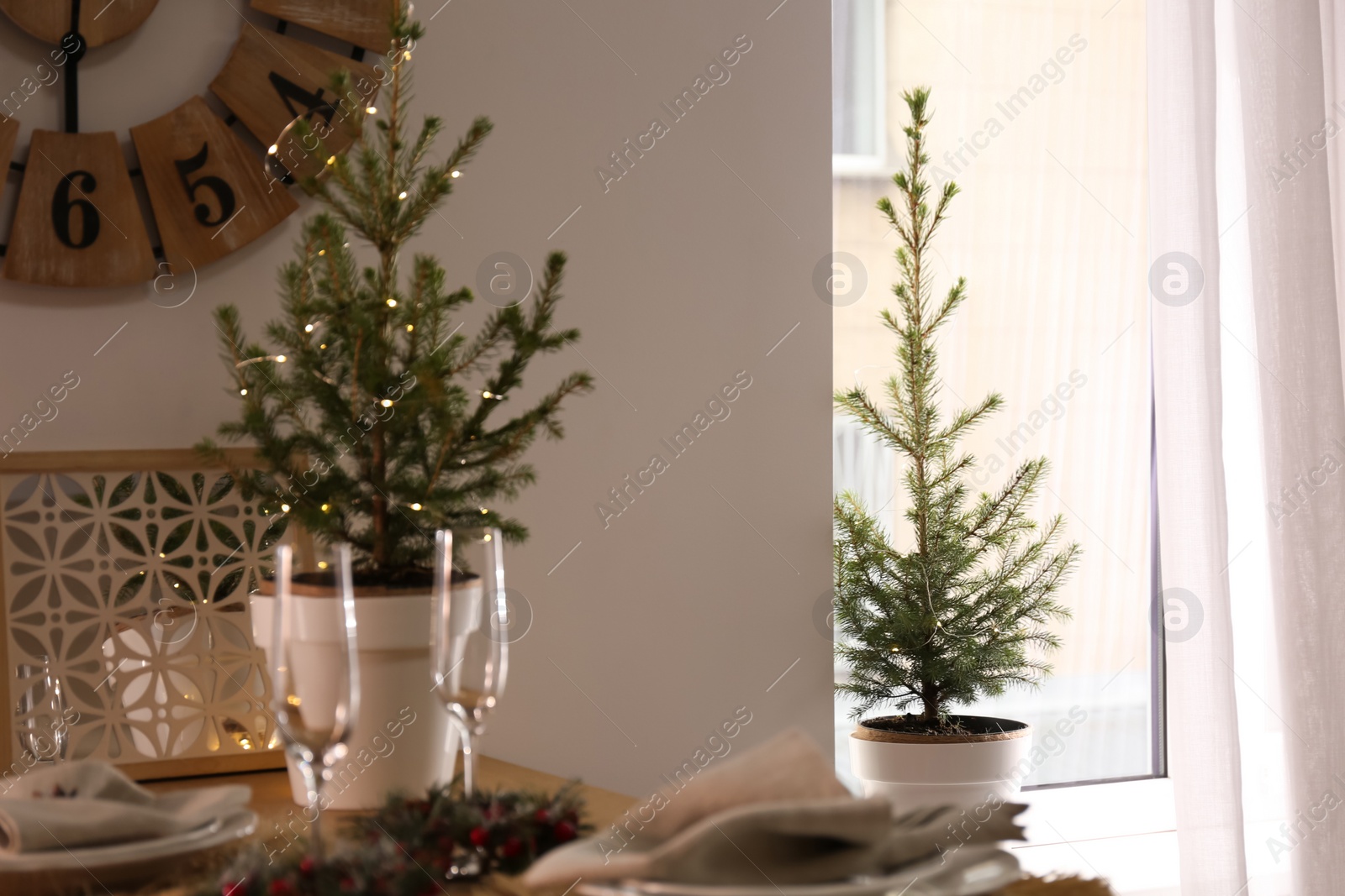 Photo of Small potted fir trees in dining room. Interior design