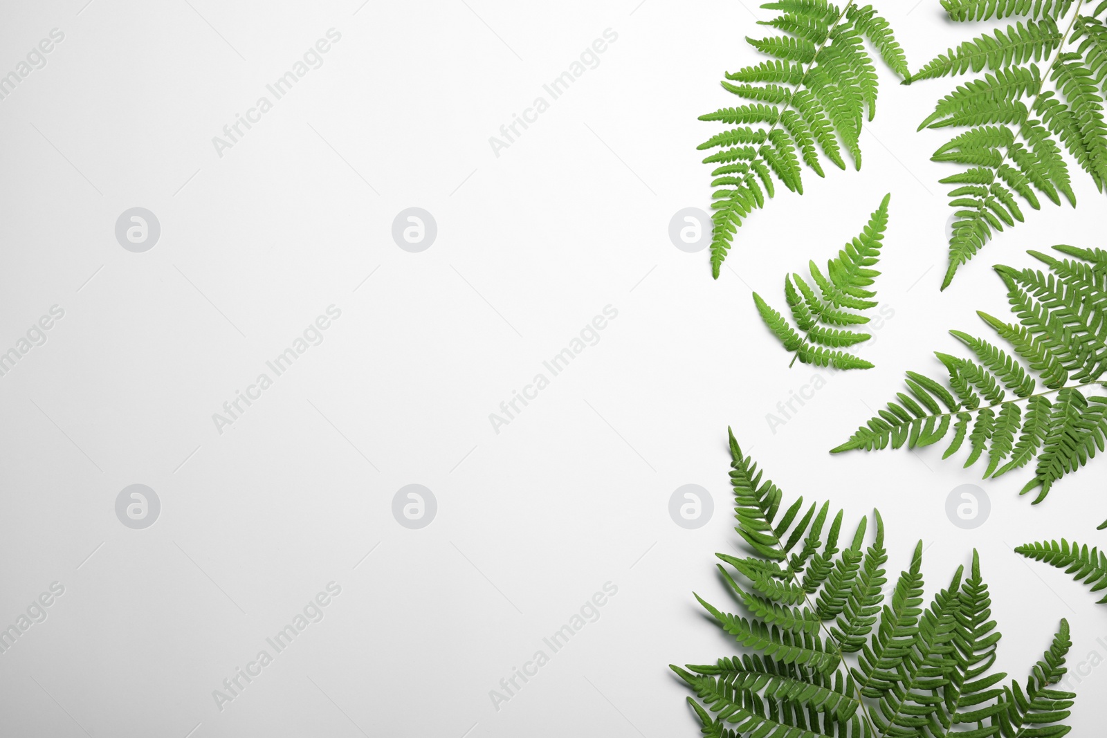 Photo of Beautiful tropical fern leaves on white background, top view