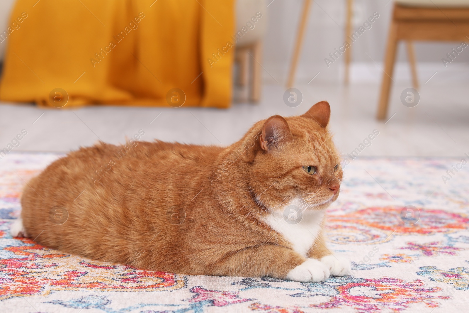 Photo of Cute ginger cat lying on carpet at home