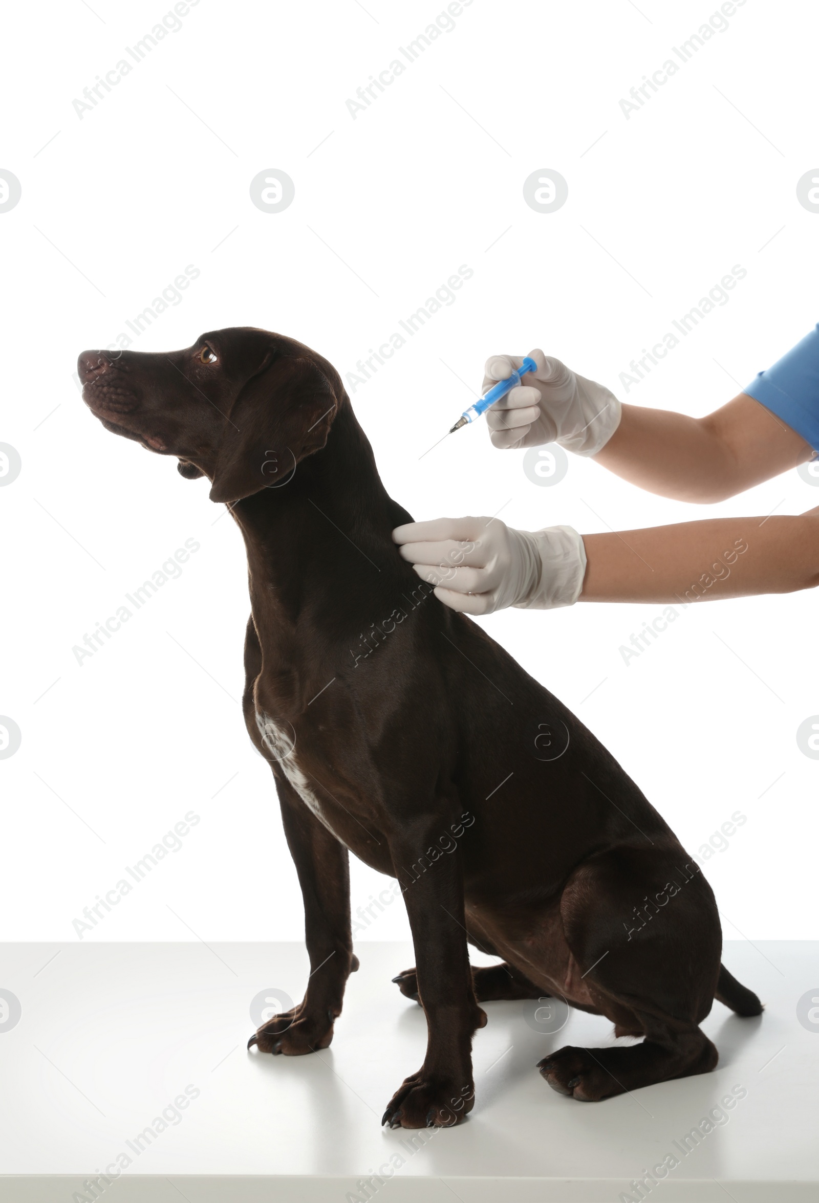 Photo of Professional veterinarian vaccinating dog on white background, closeup