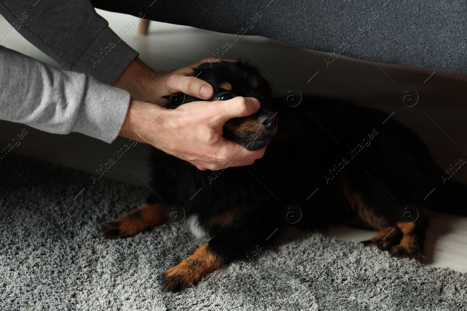 Photo of Man hurting dog at home, closeup. Domestic violence against pets