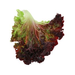 Photo of Leaf of fresh red coral lettuce isolated on white