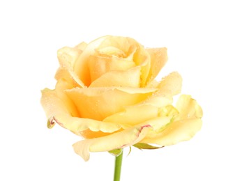 Beautiful yellow rose flower with water drops isolated on white