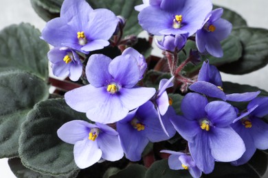 Photo of Beautiful violet flowers, closeup. Plant for house decor