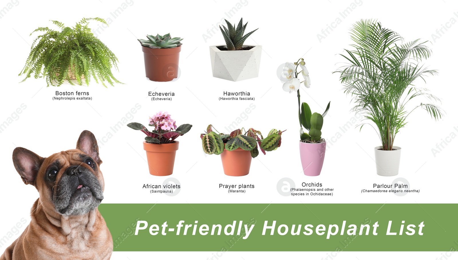 Image of List of pet-friendly houseplants on white background