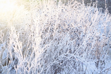 Photo of Dry plants covered with hoarfrost outdoors on winter morning