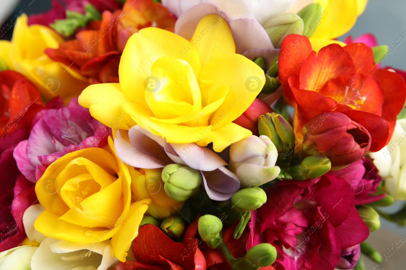 Photo of Beautiful bright spring freesia flowers, closeup