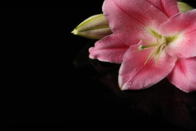 Beautiful pink lily flower with water drops on black background, closeup. Space for text