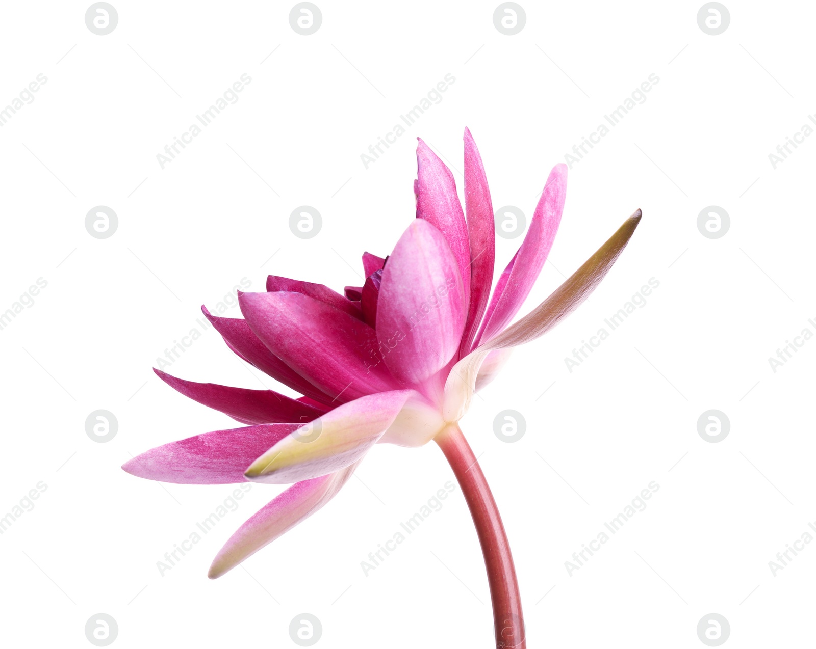 Photo of Beautiful blooming pink lotus flower isolated on white