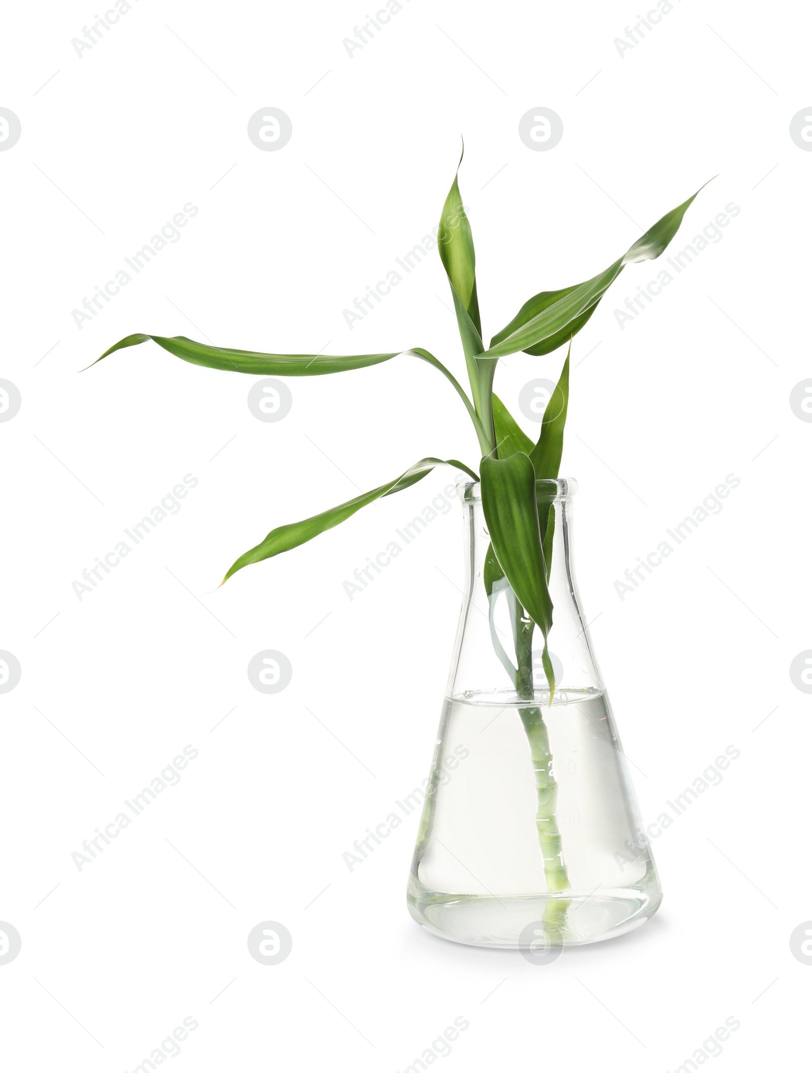 Photo of Conical flask with plant on white background