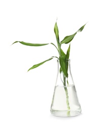 Photo of Conical flask with plant on white background