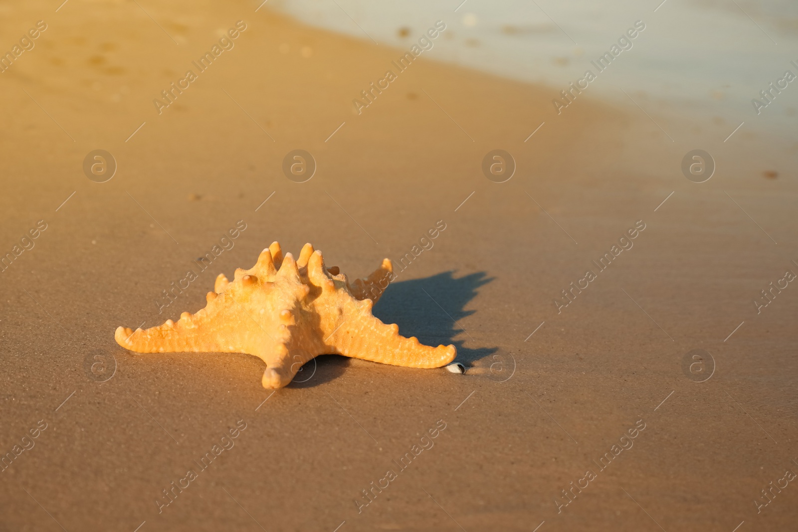 Photo of Beautiful sea star on sandy beach, space for text