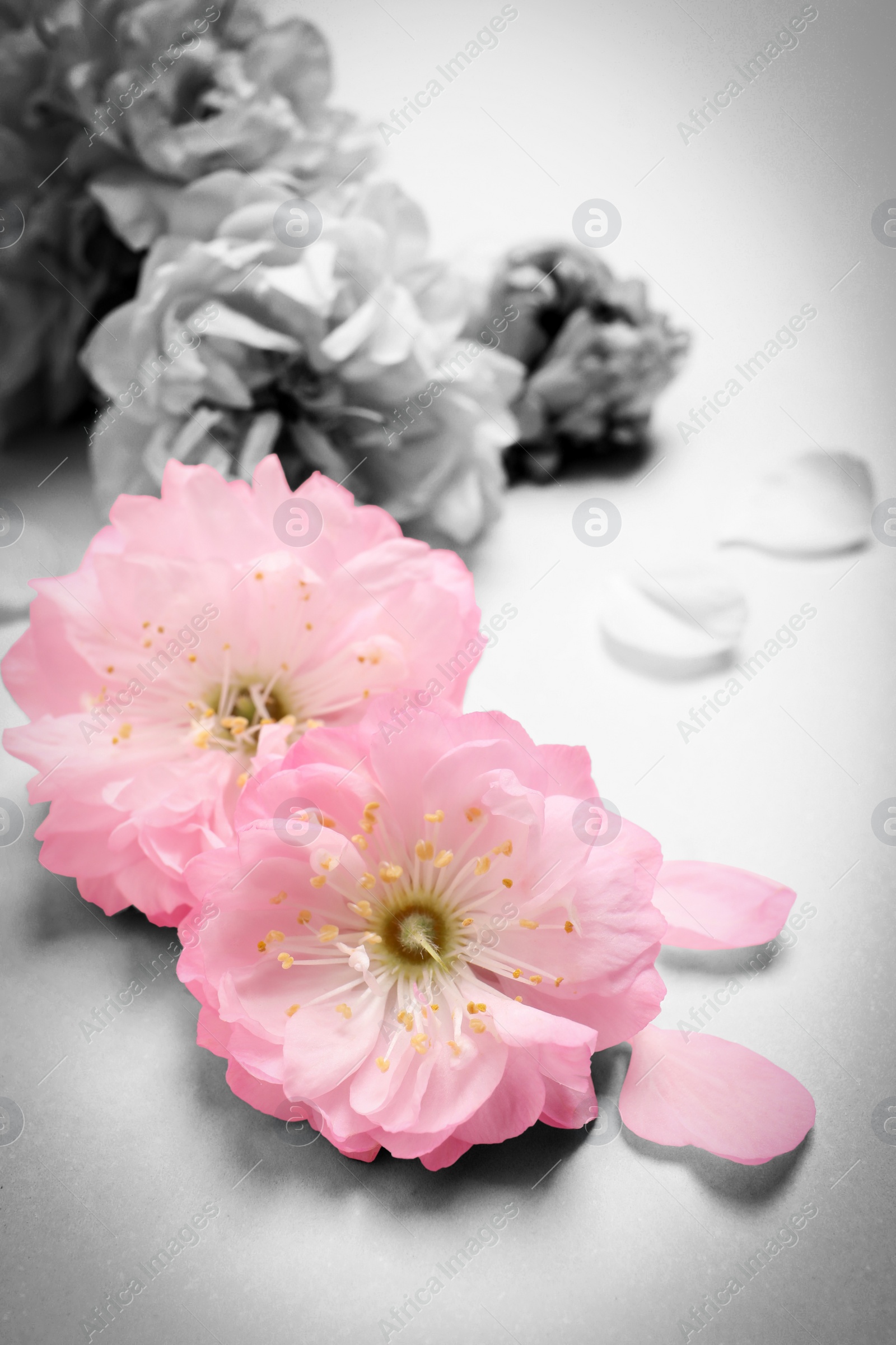 Image of Beautiful sakura tree blossoms on light background, closeup. Black and white tone with selective color effect