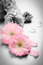 Image of Beautiful sakura tree blossoms on light background, closeup. Black and white tone with selective color effect