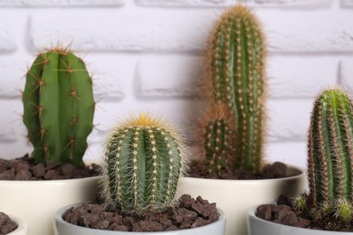 Photo of Many different beautiful cacti against white brick wall, closeup
