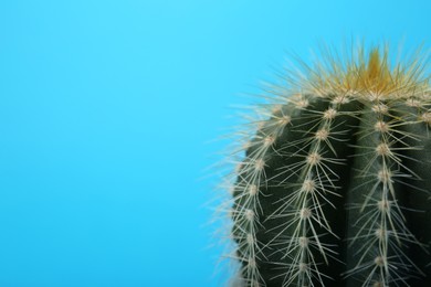 Photo of Beautiful green cactus on light blue background, closeup with space for text. Tropical plant