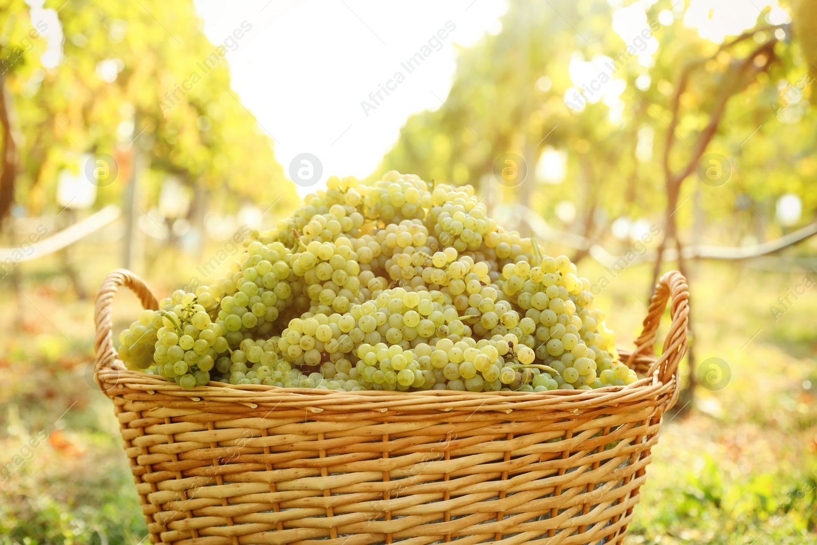 Photo of Wicker basket with fresh ripe grapes in vineyard, closeup