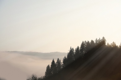 Picturesque view of mountain forest in foggy morning