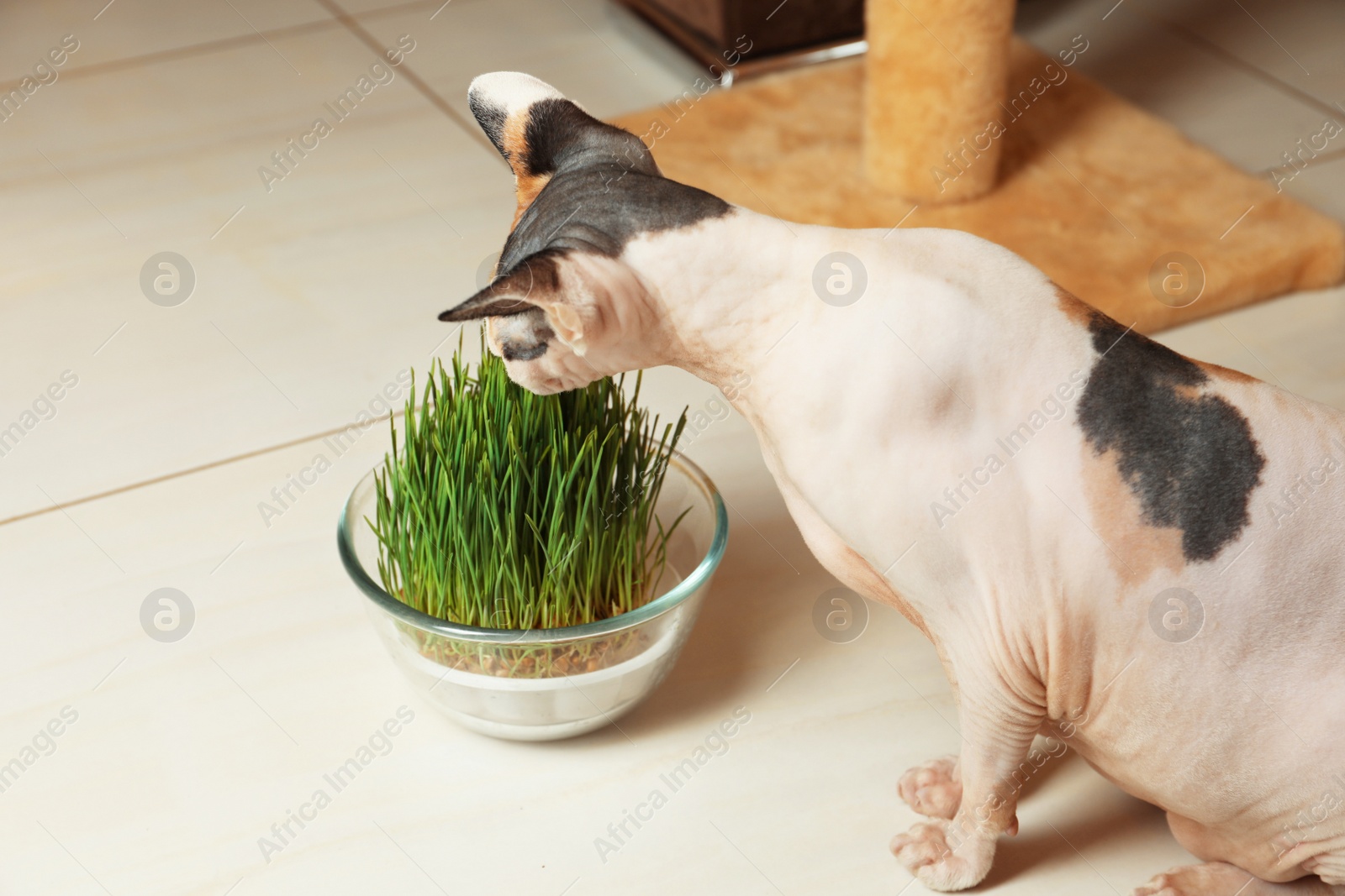Photo of Adorable Sphynx cat and green grass plant on floor indoors. Cute pet