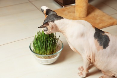 Photo of Adorable Sphynx cat and green grass plant on floor indoors. Cute pet