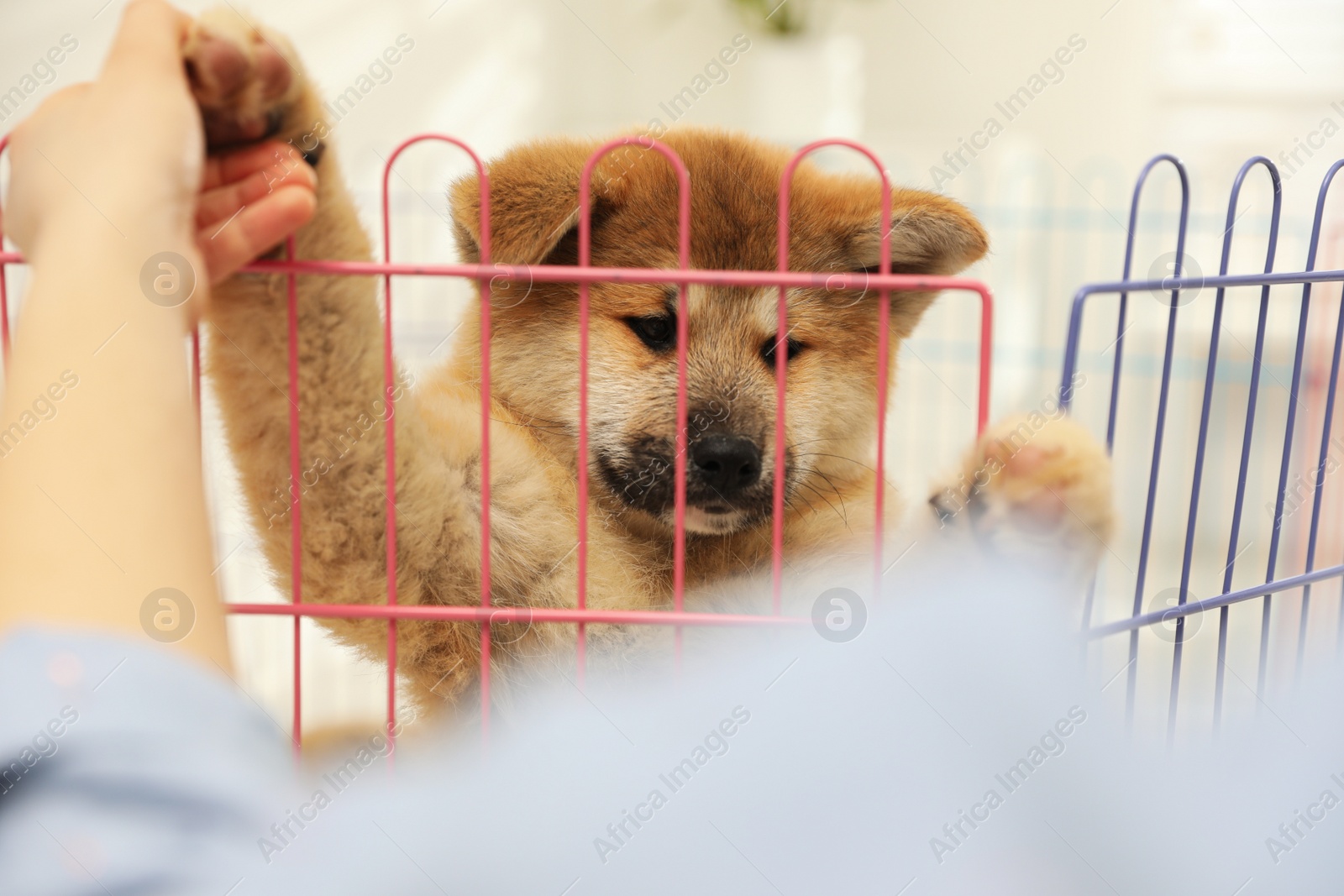 Photo of Woman near playpen with Akita Inu puppy indoors, closeup. Baby animal