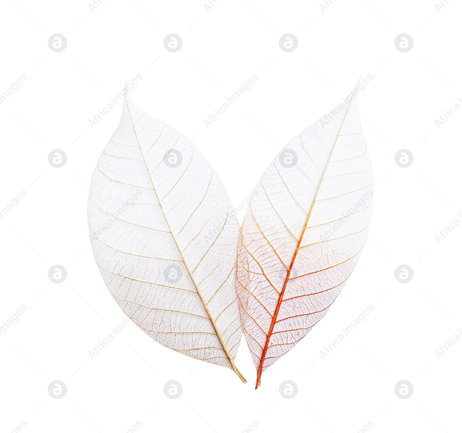 Photo of Beautiful decorative skeleton leaves on white background, top view