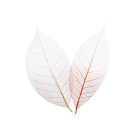 Beautiful decorative skeleton leaves on white background, top view