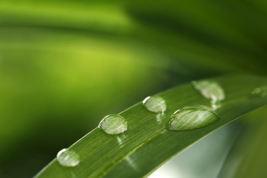 Photo of Water drops on green leaf against blurred background