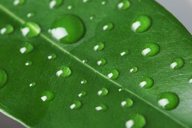 Photo of Macro view of water drops on green leaf