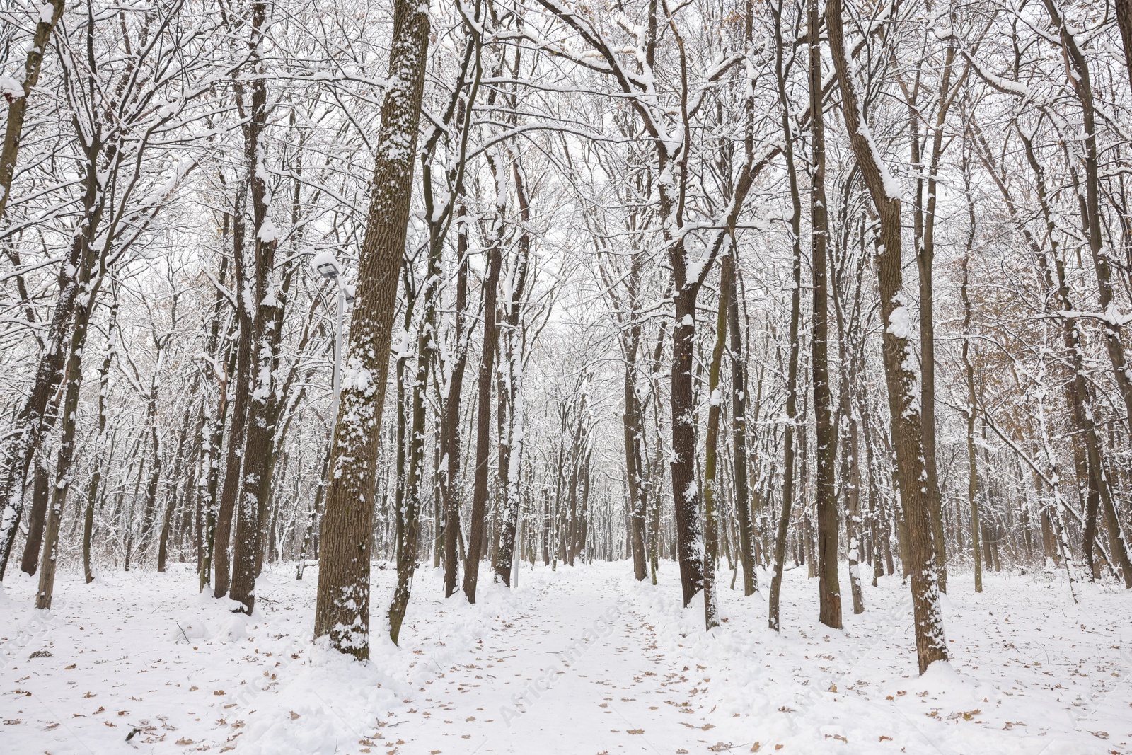 Photo of Trees covered with snow in winter park