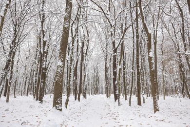 Trees covered with snow in winter park