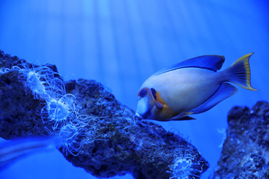 Photo of Beautiful surgeonfish swimming in clear aquarium water