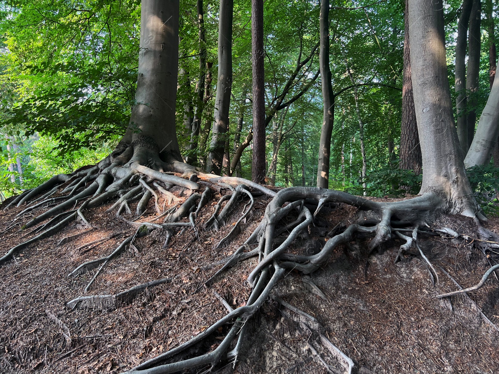 Photo of Tree roots visible through ground in forest