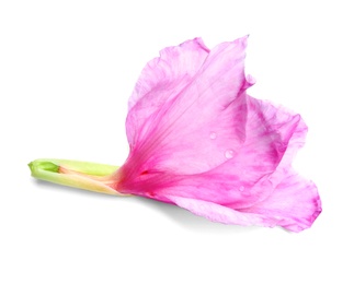 Photo of Beautiful gladiolus flower on white background